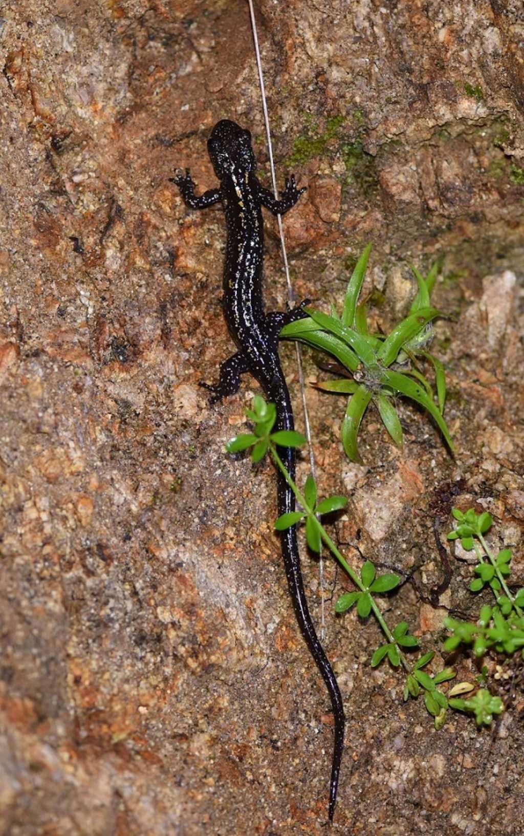 Mertensiella caucasica